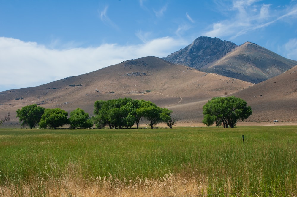 green grass field near green trees and mountain under blue sky during daytime