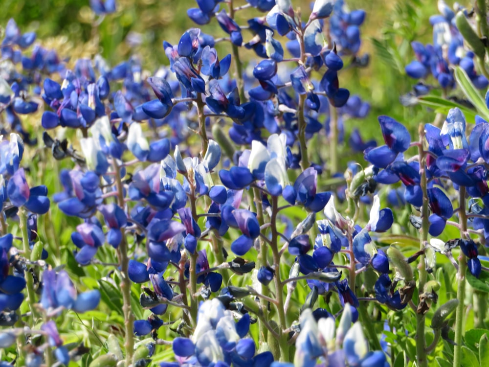 fleurs bleues et blanches pendant la journée