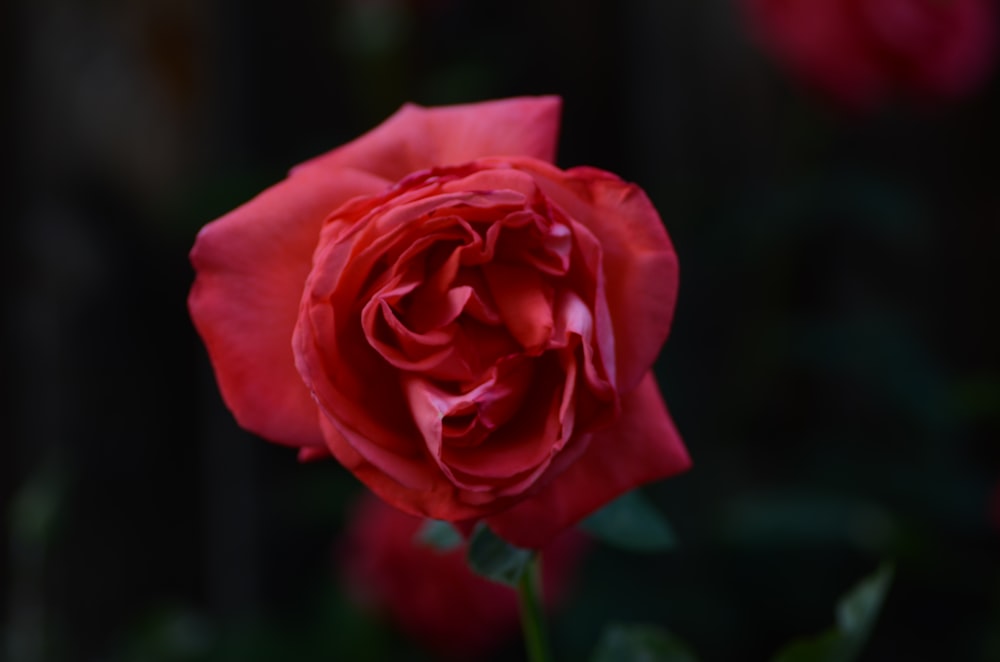 red rose in bloom during daytime