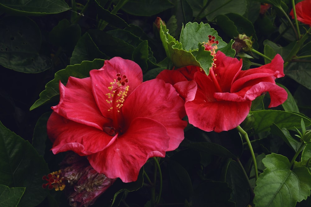 red hibiscus in bloom during daytime