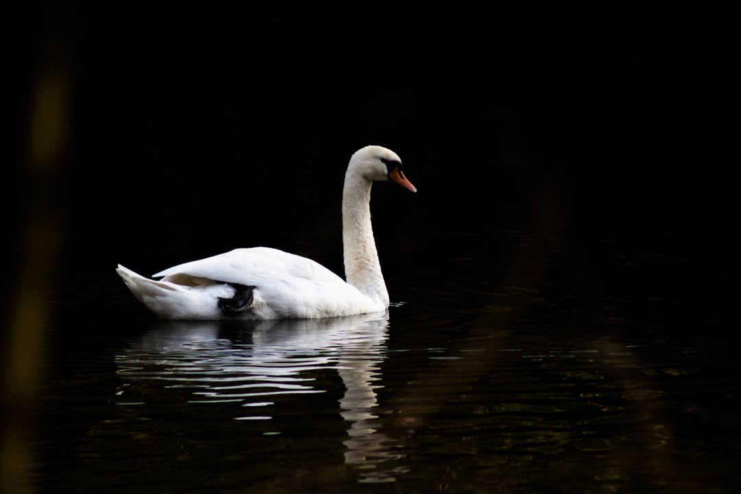 white swan on water during daytime