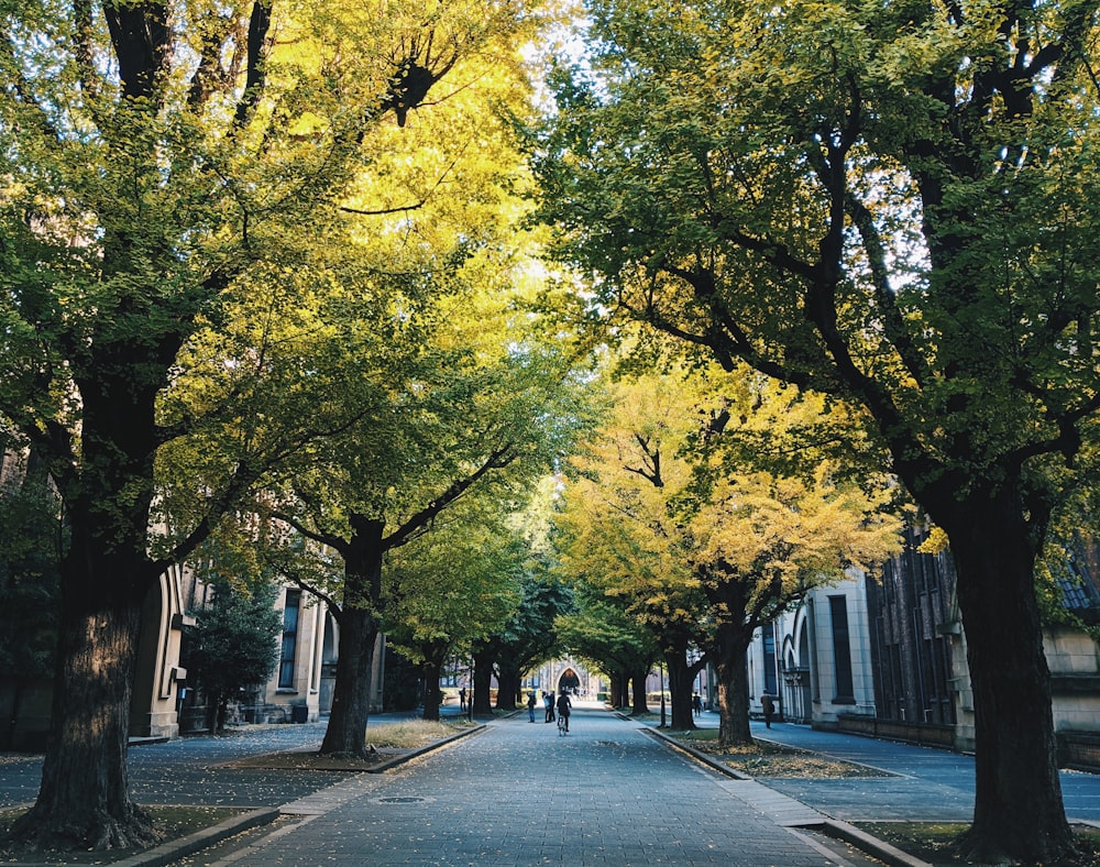 people walking on sidewalk with trees on side