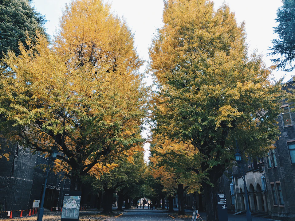 The image depicts a tree-lined street with two large trees on either side, one on each side of the road. The trees have vibrant yellow leaves that contrast against their green foliage. On the left side of the street, there is a sign for a "Library" and an "Art Gallery". A few people can be seen walking along the sidewalk in front of these buildings.