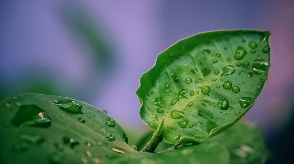 water droplets on green leaf