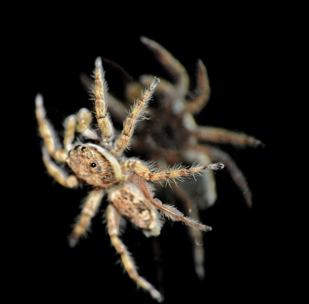 brown and black spider in close up photography