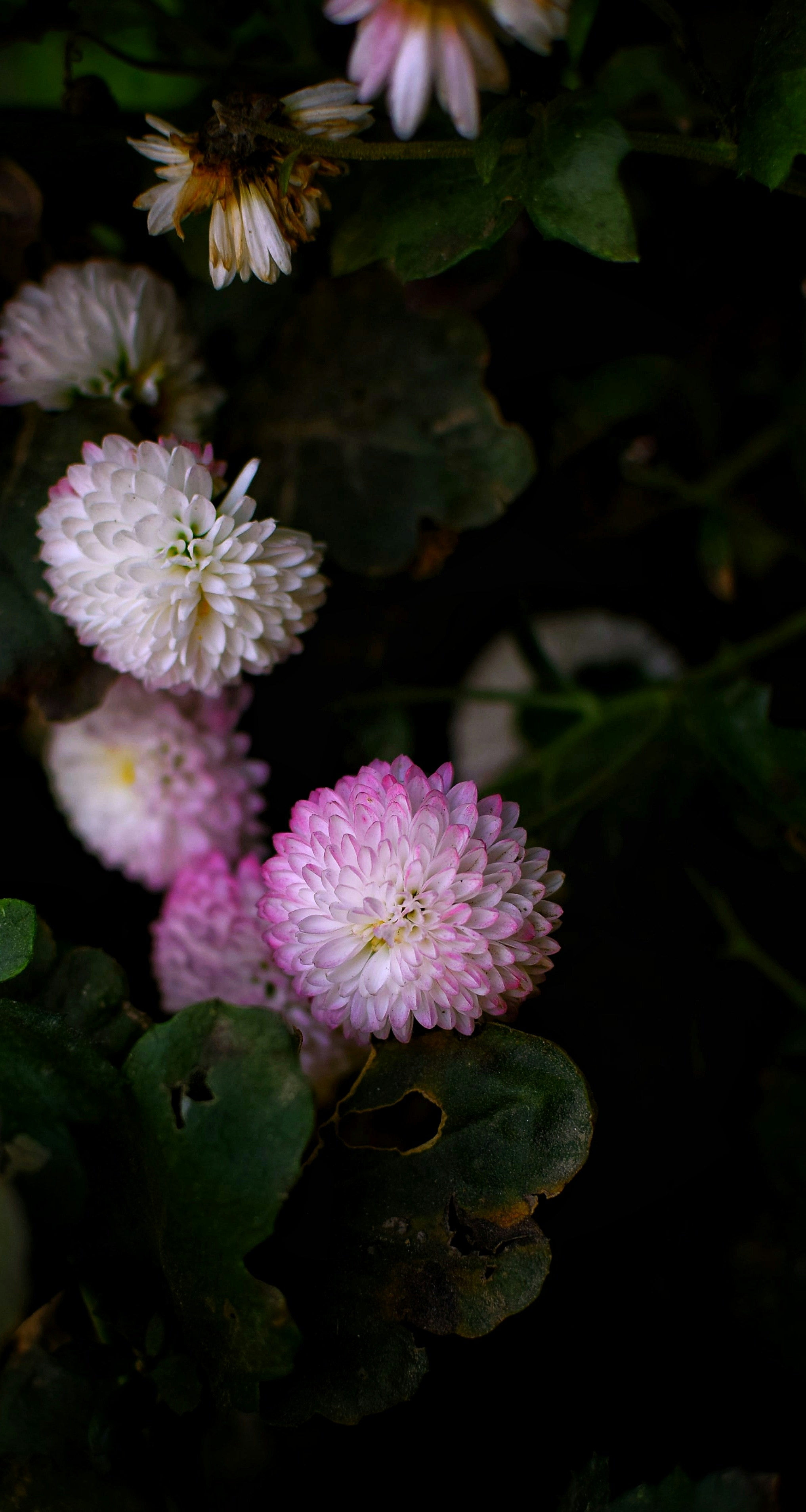 Photo by prashantsaini