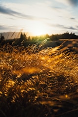 brown grass field during daytime