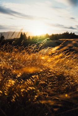 brown grass field during daytime
