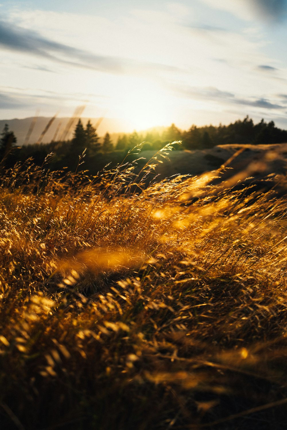 brown grass field during daytime