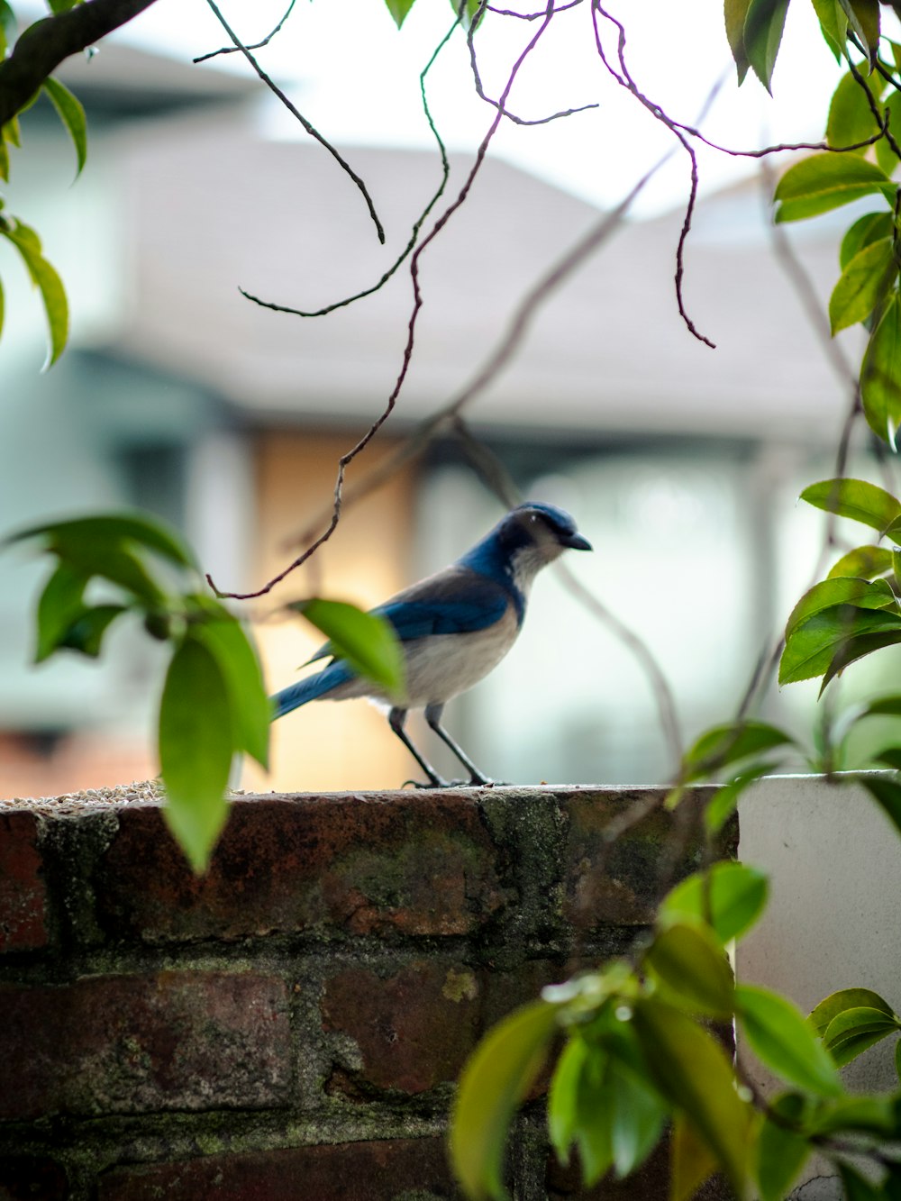 blue and white bird on brown concrete wall during daytime