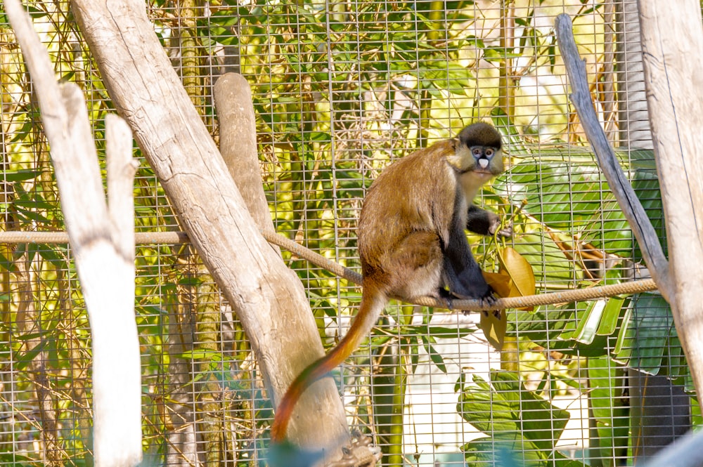 black and brown monkey on tree branch during daytime