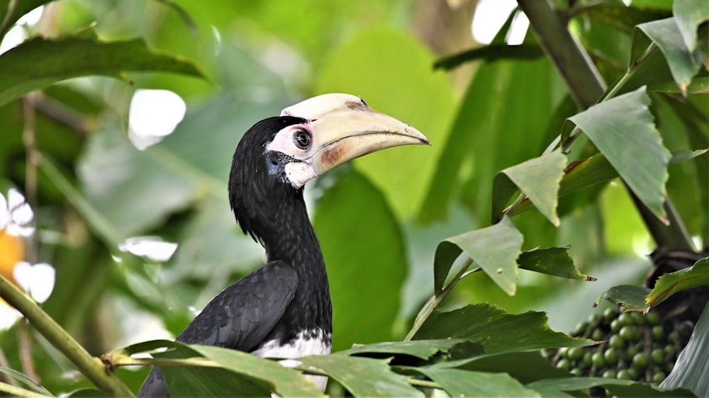 black and white bird on tree branch