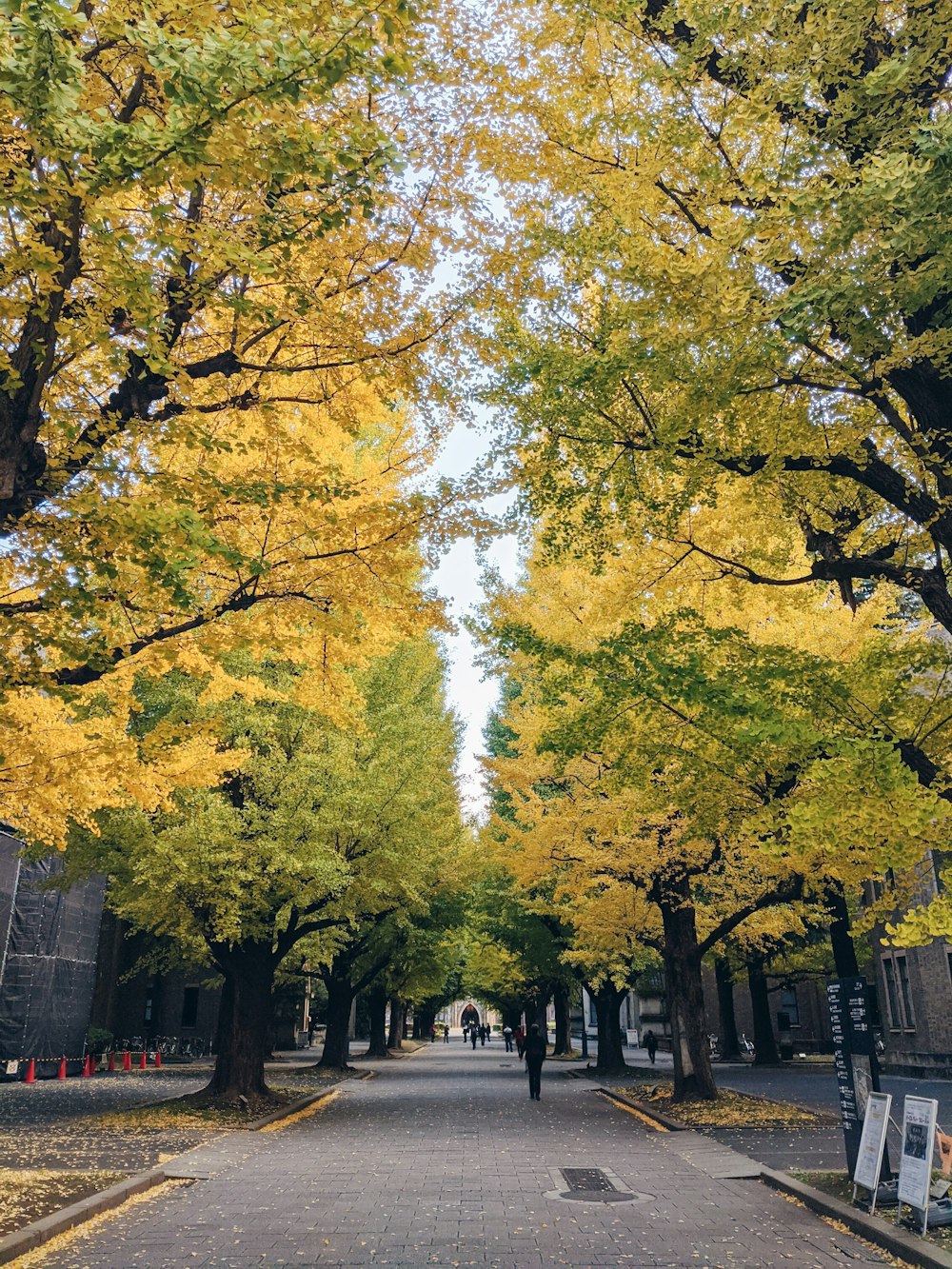 people walking on sidewalk near trees and buildings during daytime