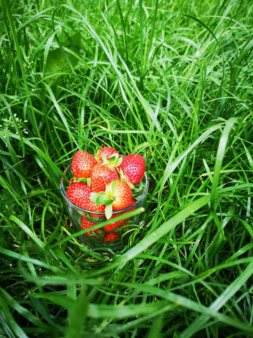 strawberries in clear glass bowl on green grass