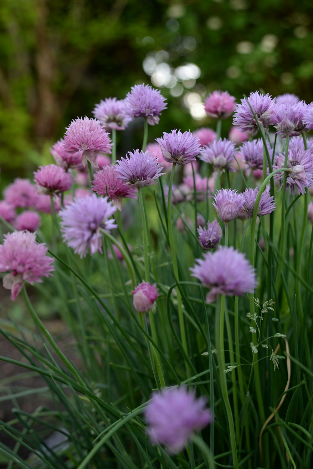 purple flowers in tilt shift lens