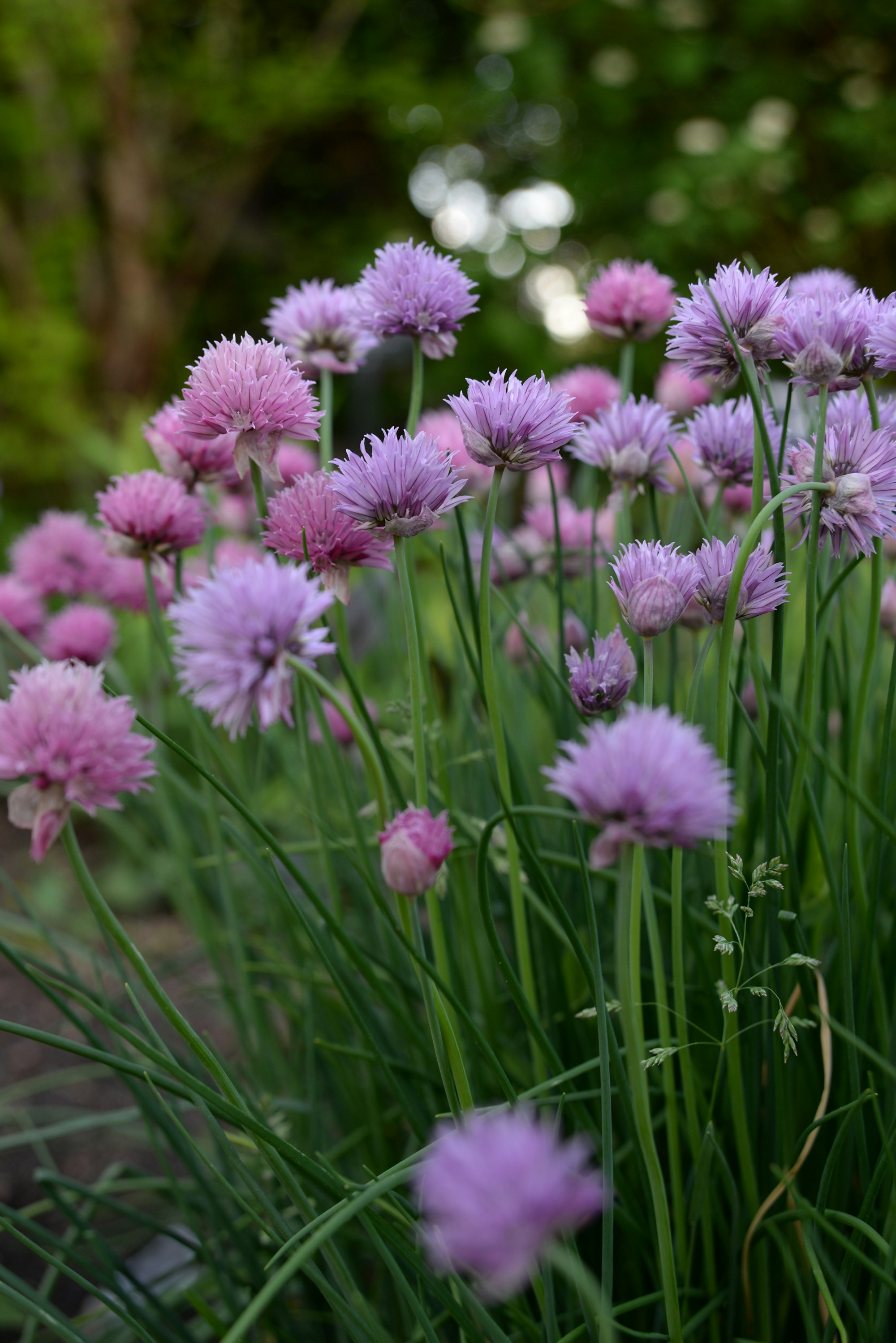 Chive plants produce these beautiful edible flowers that taste like onion and look great on salads.