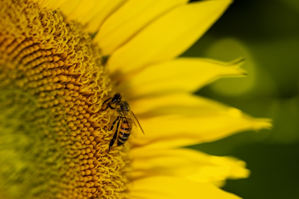 honeybee perched on yellow flower in close up photography during daytime