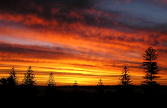 silhouette of trees during sunset