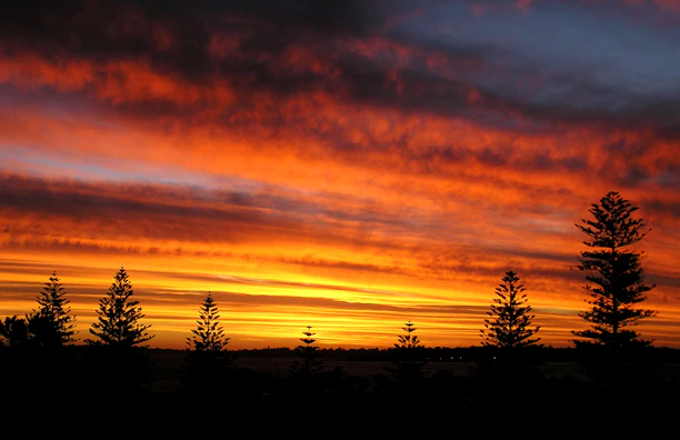 silhouette of trees during sunset