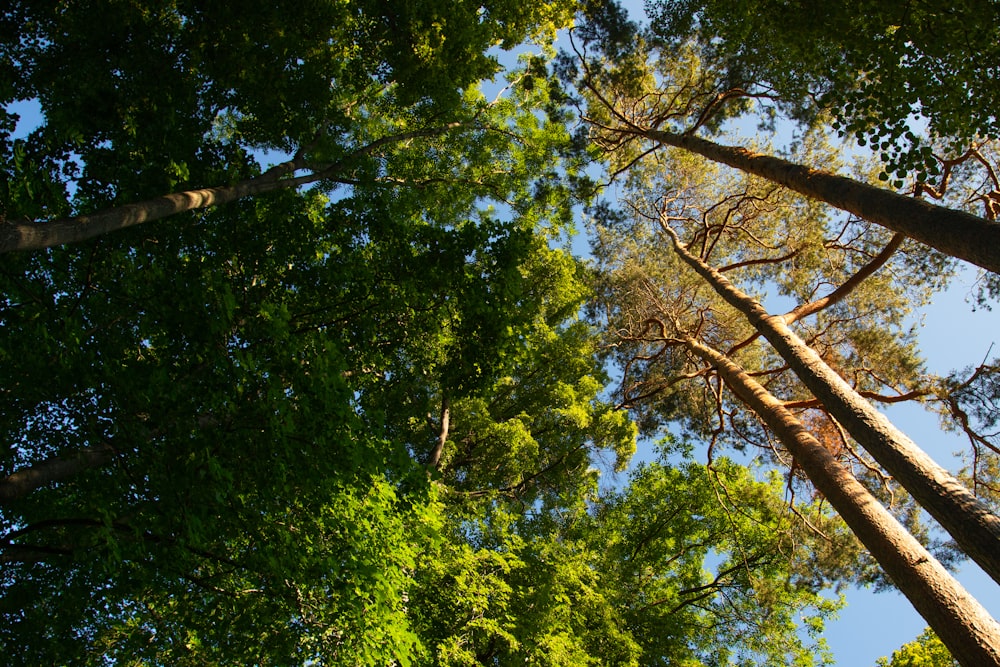 green trees under blue sky during daytime