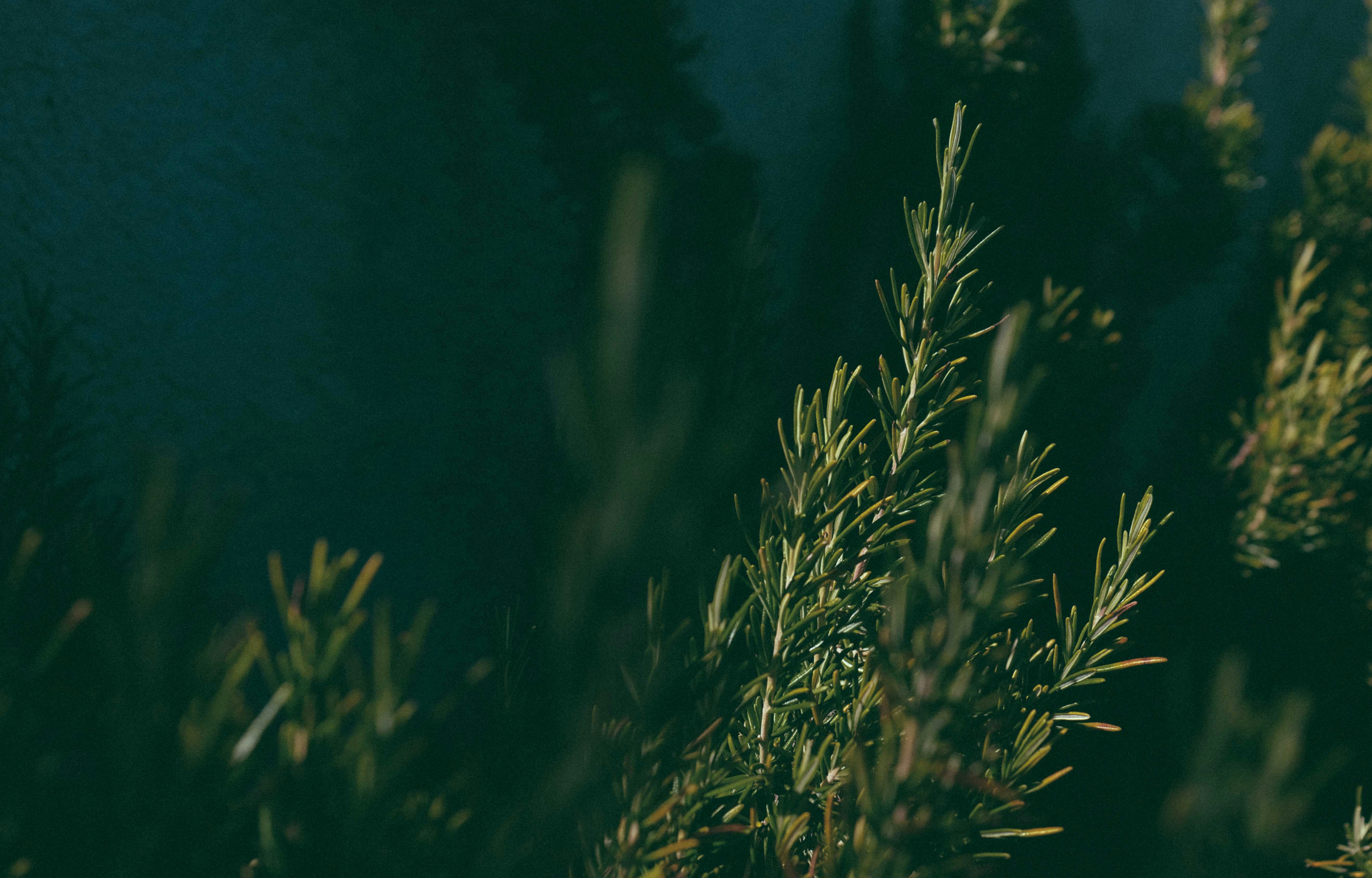 Photo by francesco_ungaro