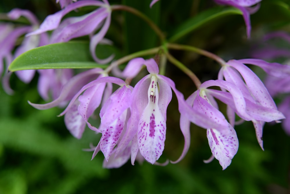 purple and white flower in macro shot