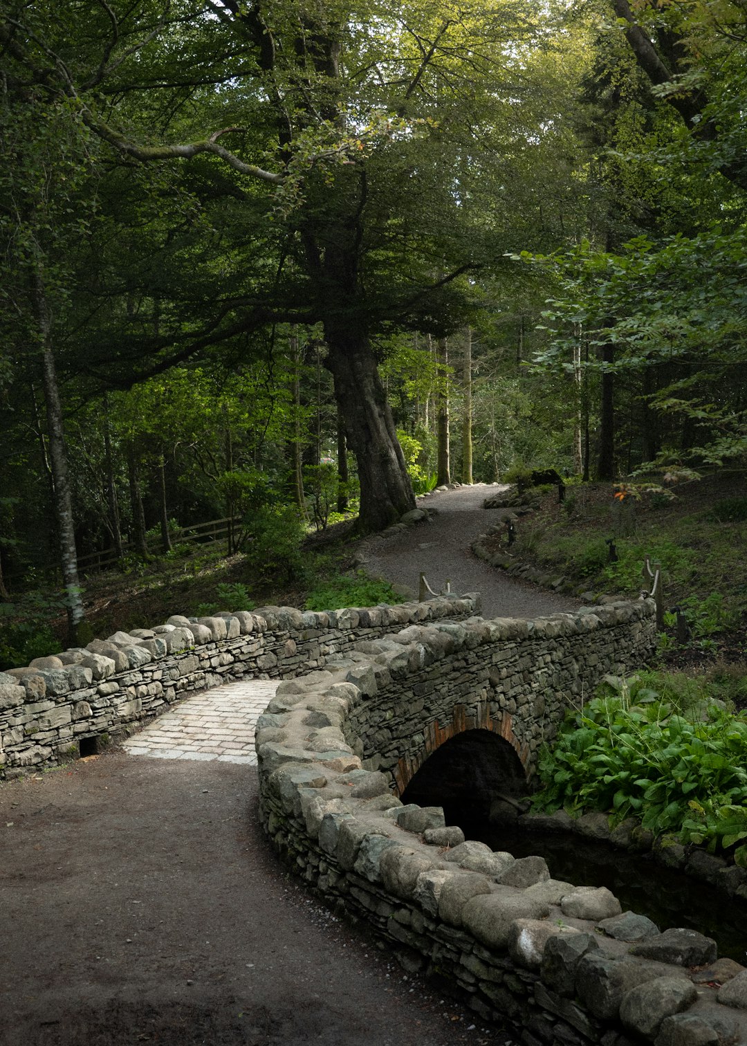 Forest photo spot Keswick York