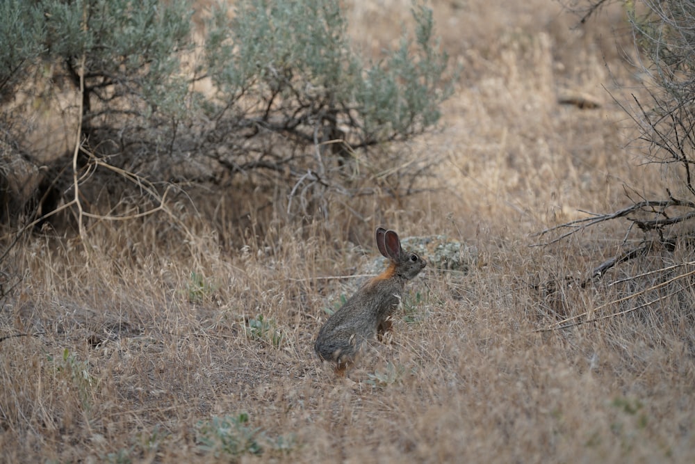 brown rabbit on brown grass field during daytime