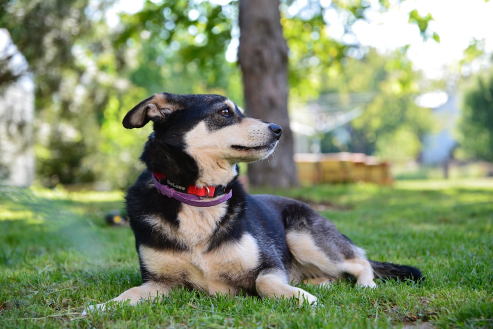 Husky siberiano bianco e nero sul campo di erba verde durante il giorno