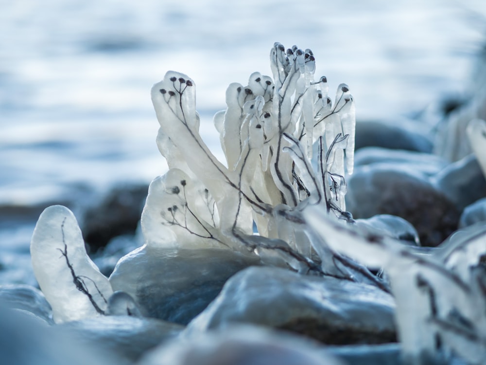 white ice on gray rock