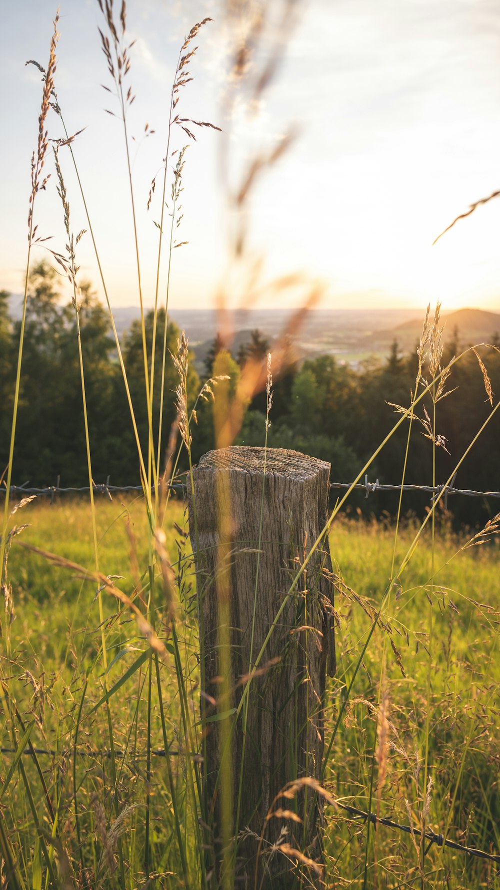 brown wooden post on green grass field during daytime