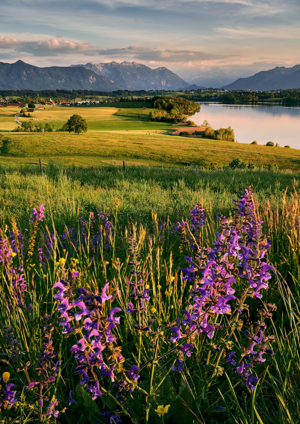 낮에는 호수 근처의 보라색 꽃밭