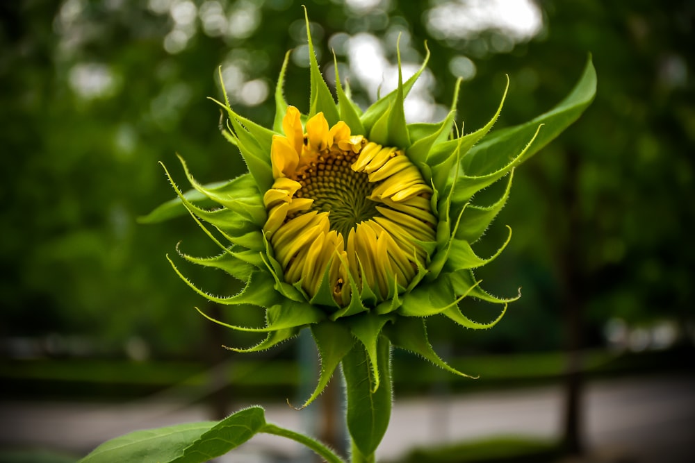 yellow flower in tilt shift lens