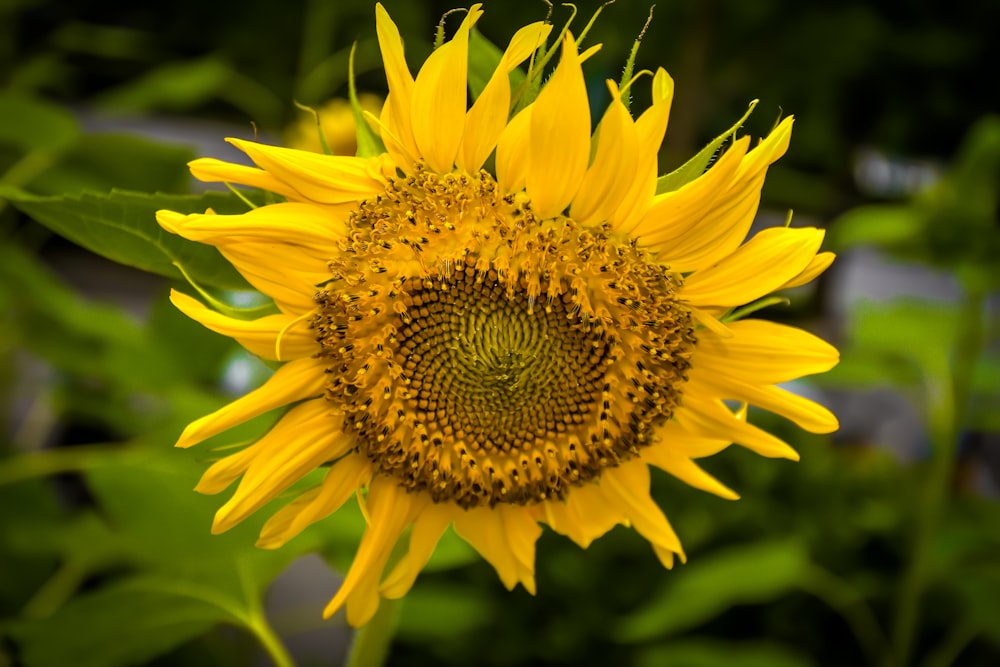 yellow sunflower in close up photography