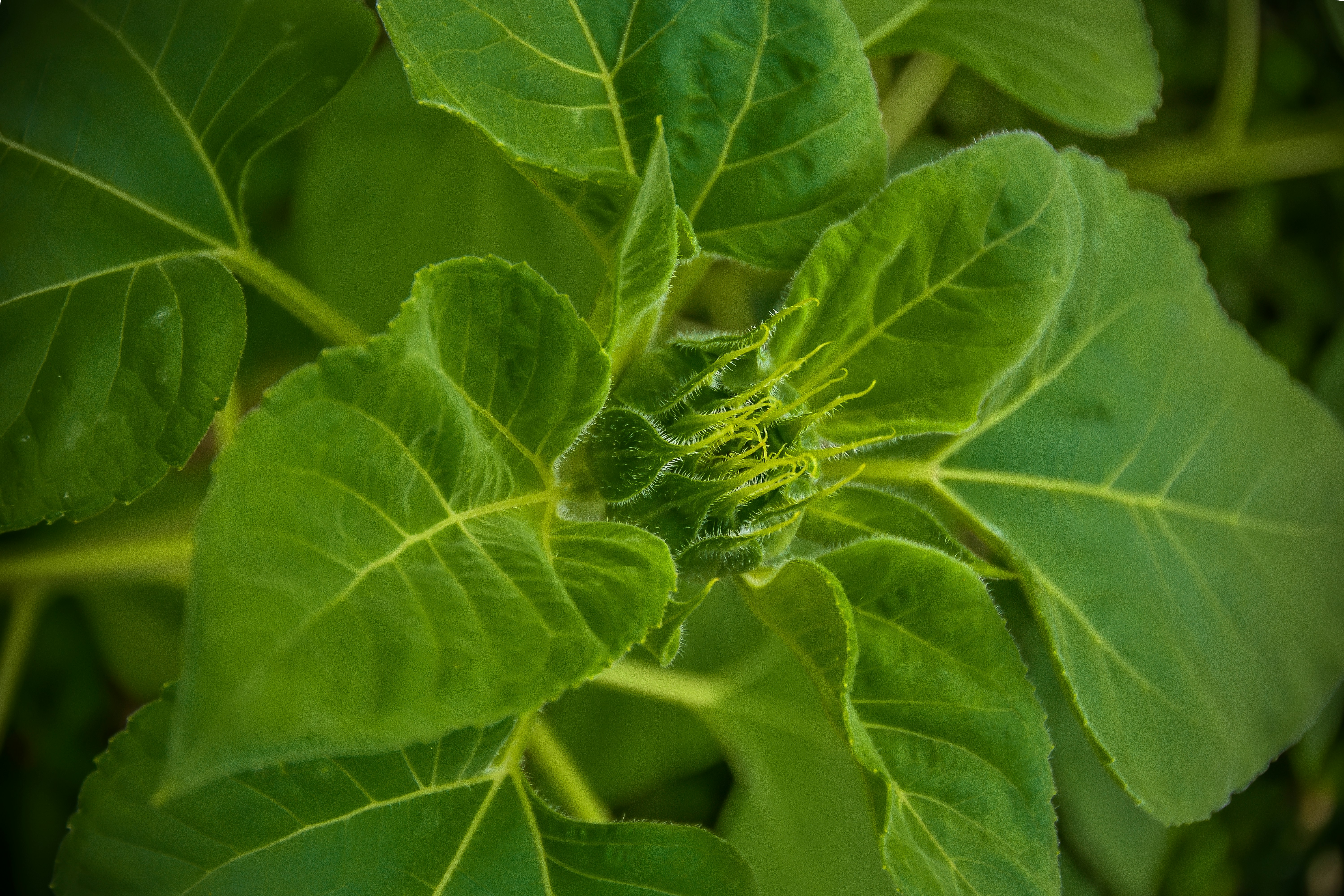 green plant in close up photography