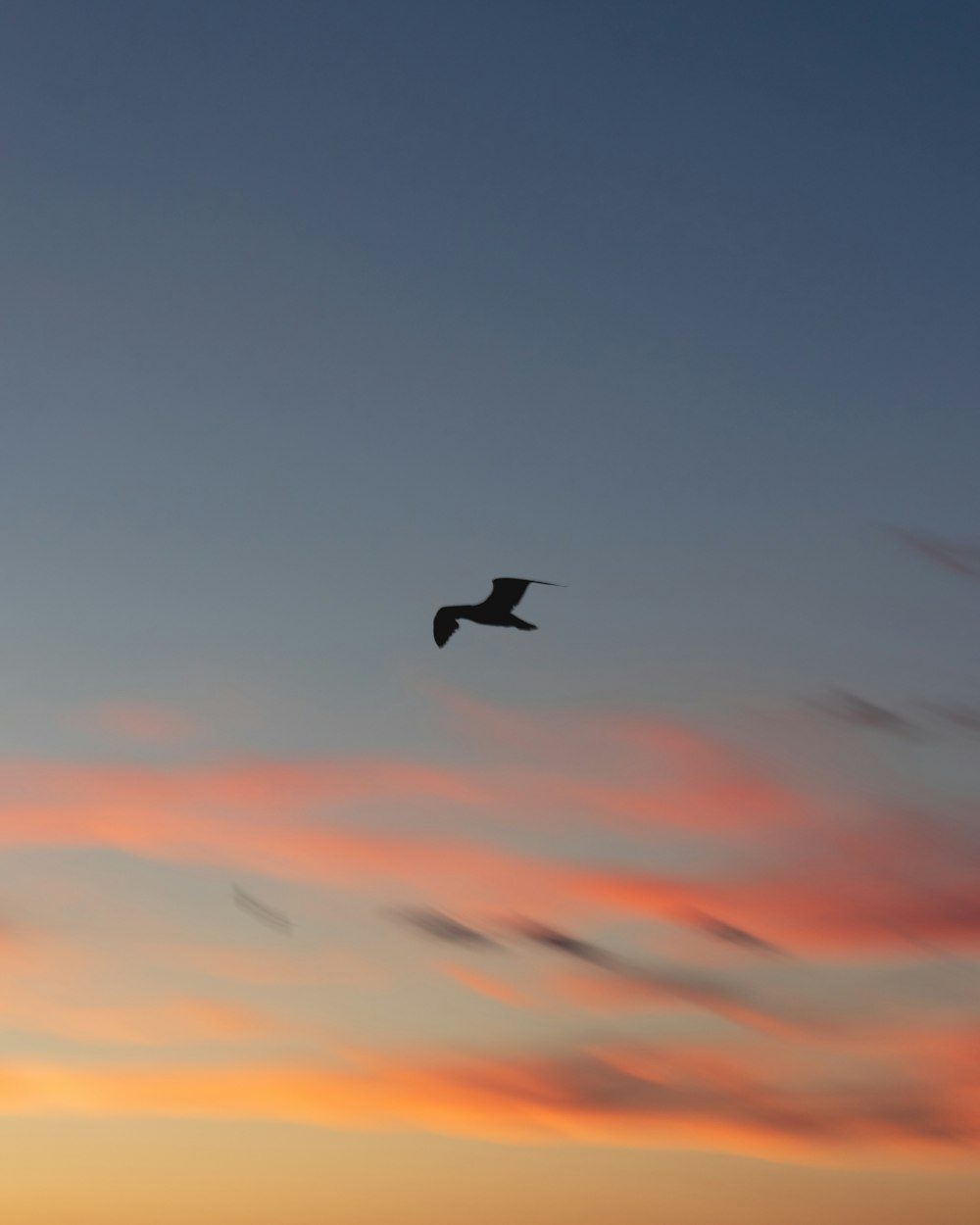 silhouette of bird flying during sunset