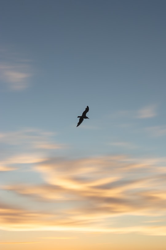 silhouette of bird flying under cloudy sky during daytime in Ventotene Island Italy