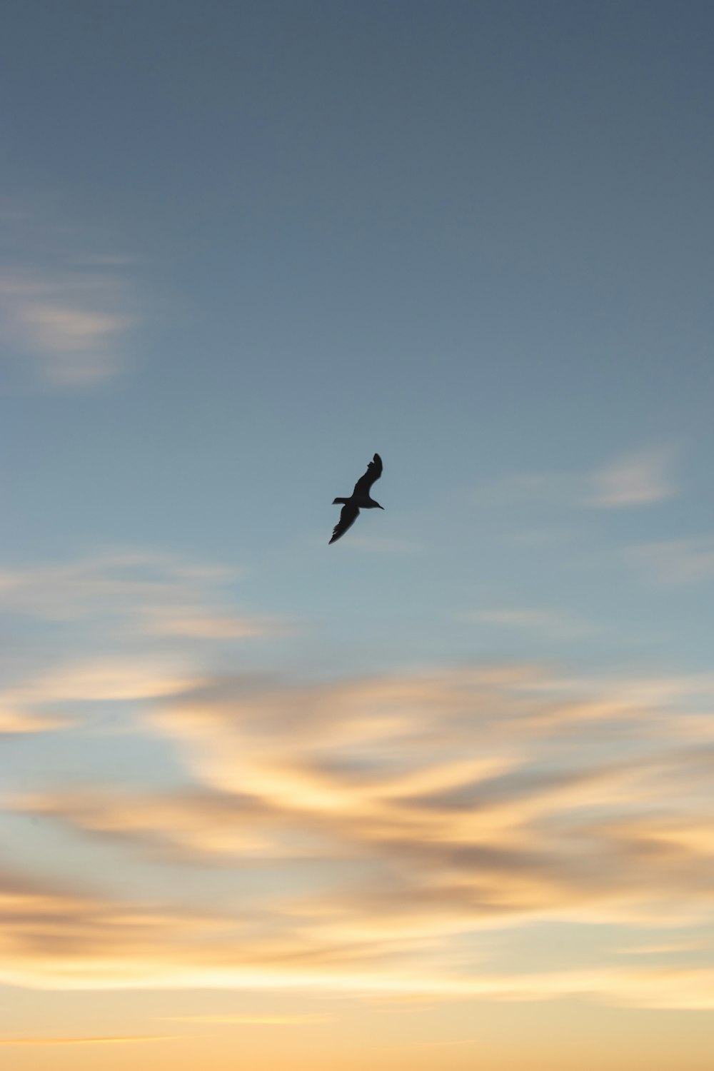 silhouette of bird flying under cloudy sky during daytime