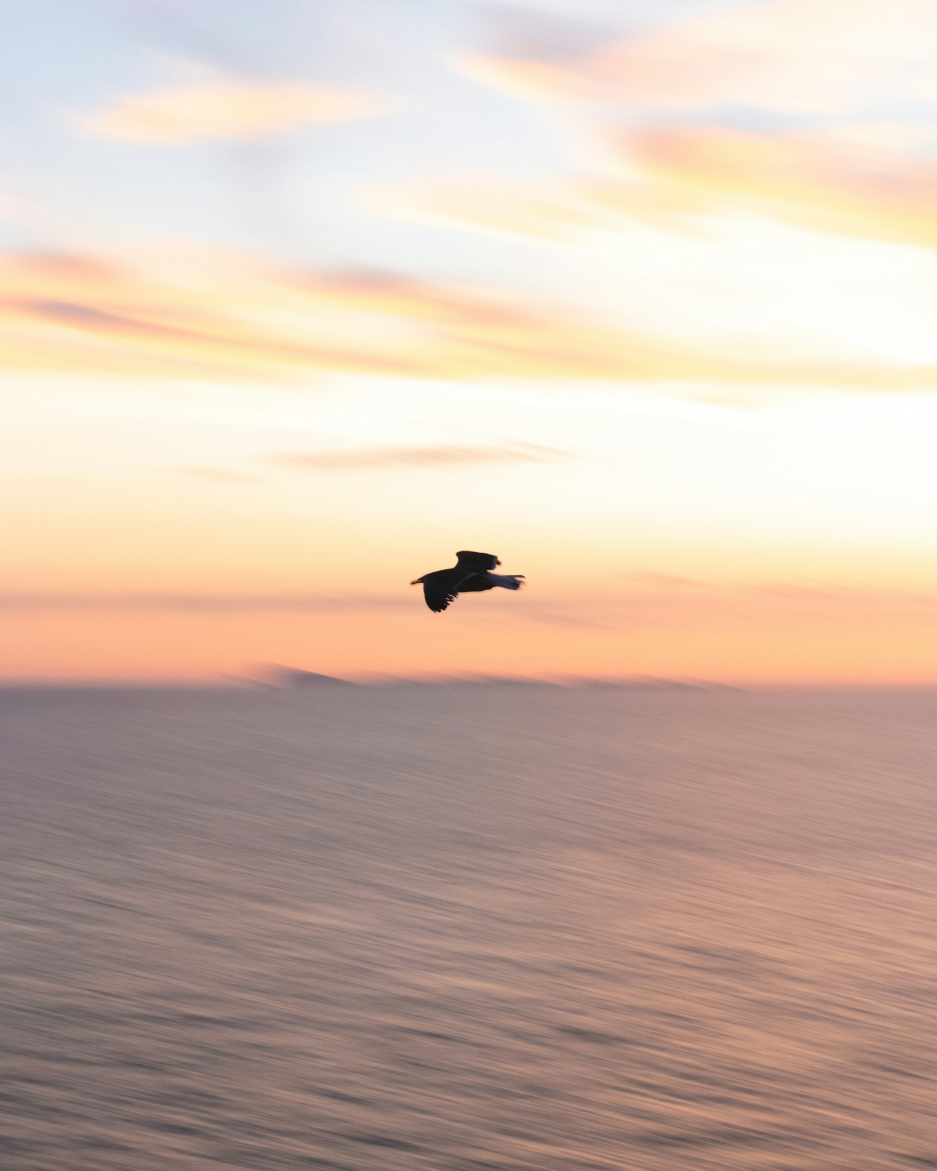 bird flying over the sea during sunset