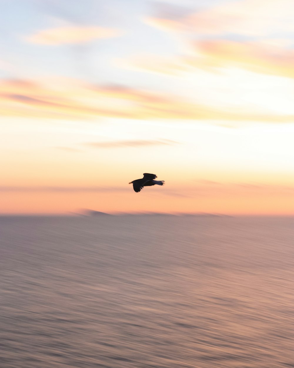 bird flying over the sea during sunset