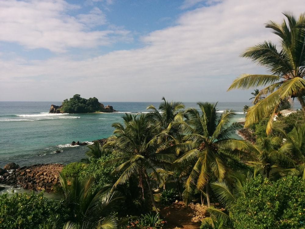 green palm tree near body of water during daytime