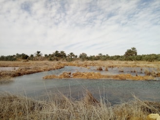 A serene landscape depicting the essence of Senegalese culture.