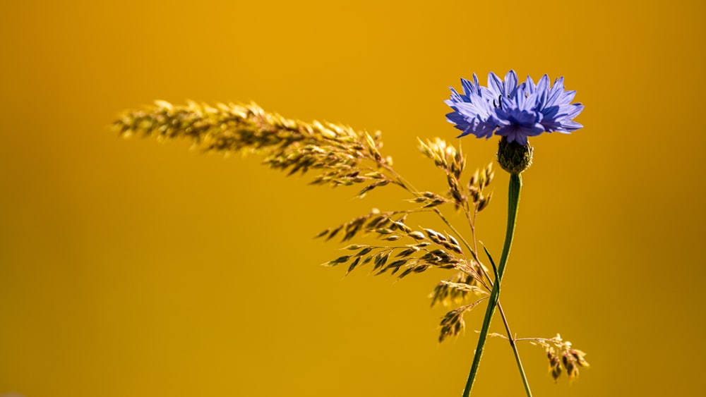 fiore viola nel campo di erba verde