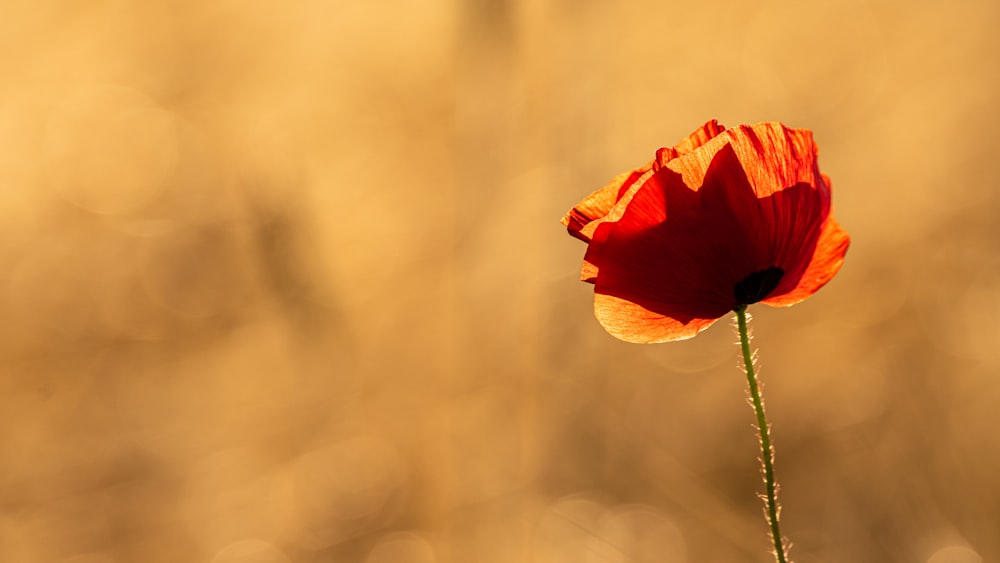 Amapola roja en flor durante el día