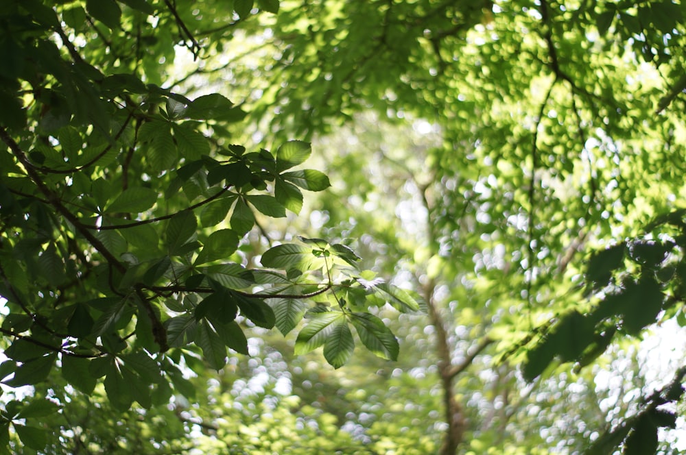 grüner Blattbaum tagsüber