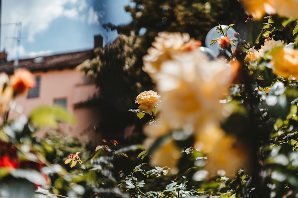 flores blancas y amarillas durante el día