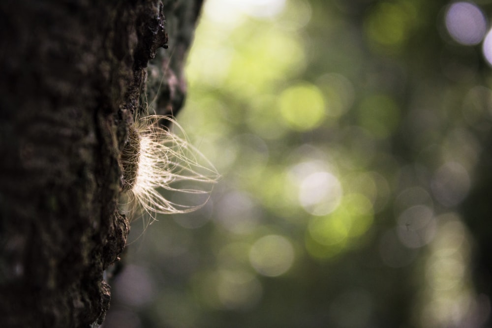 brown tree trunk with white round light