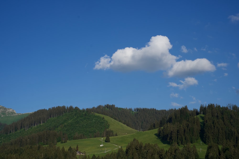 arbres verts sur le champ d’herbe verte sous le ciel bleu pendant la journée