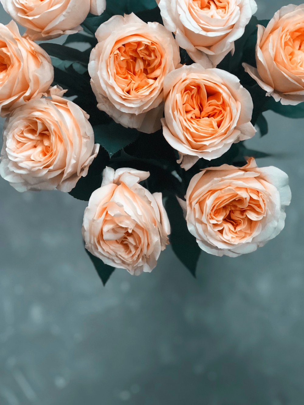 pink roses in water during daytime