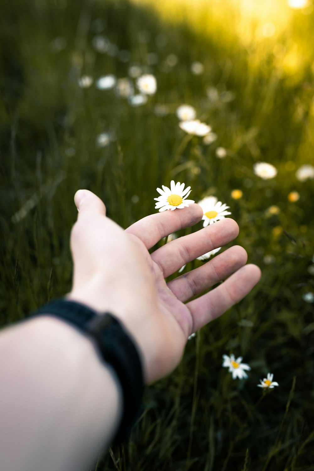 person holding white and yellow flower